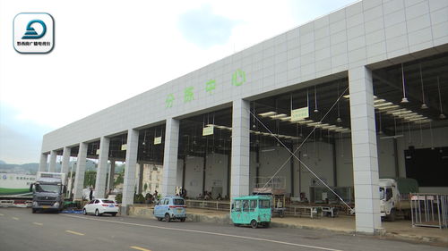 粤港澳大湾区 菜篮子 产品黔西南州配送分中心 每日收购韭菜25吨 成为市场 抢手货
